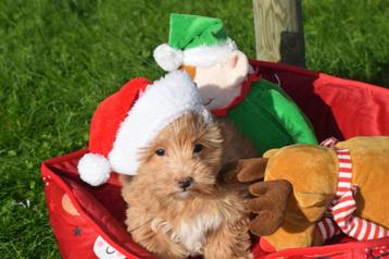 Maltipoo pups prachtige keuzeduit 3 jonge nestjes beschikbaar voor biedingen