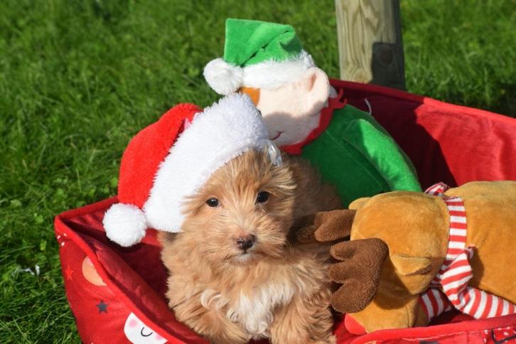 Maltipoo pups prachtige keuzeduit 3 jonge nestjes, Dieren en Toebehoren, Honden | Chihuahua's en Gezelschapshonden, Meerdere dieren