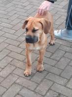 Prachtige Boerboel (Teefje) van 5 maanden, Dieren en Toebehoren, Particulier, Rabiës (hondsdolheid), 15 weken tot 1 jaar, Overige rassen