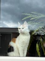 Maincoon kruing, Dieren en Toebehoren, Katten en Kittens | Dekkaters, 0 tot 2 jaar