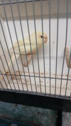 Kakariki parkiet, Dieren en Toebehoren, Vogels | Parkieten en Papegaaien, Mannelijk, Parkiet