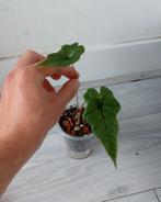 Alocasia Jacklyn Baby Plantjes, Overige soorten, Ophalen of Verzenden, In pot, Minder dan 100 cm