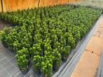 Euonymus green spire. Buxus vervanger., Tuin en Terras, Ophalen of Verzenden, Zomer, Overige soorten, Halfschaduw