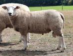 Luxe dekram swifter, Mannelijk, Schaap