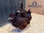 Jonge tamme Rhode Island Red kriel kippen gesekst & ingeënt, Dieren en Toebehoren, Pluimvee, Vrouwelijk, Kip