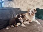 Australian Shepherd pup met Stamboom (FCI), Dieren en Toebehoren, Honden | Herdershonden en Veedrijvers, Reu, CDV (hondenziekte)