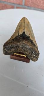 Megalodontand gg, Ophalen of Verzenden, Mineraal