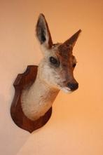 Taxidermie Opgezette Reeënkop met afgevallen gewei, Ophalen of Verzenden, Gebruikt, Hert, Gewei of Kop