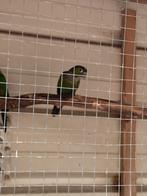 Pyrrhura’s te koop, Dieren en Toebehoren, Vogels | Parkieten en Papegaaien, Geslacht onbekend, Parkiet, Geringd