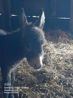 Ezel merrie veulen, Dieren en Toebehoren, Overige Dieren, Vrouwelijk