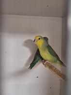 Xantophs man, Mannelijk, Parkiet