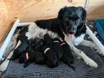 Pups kruising Friese stabij/ labradoodle, 8 tot 15 weken, CDV (hondenziekte), Meerdere, Meerdere dieren