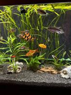 Aquarium vissen, Dieren en Toebehoren, Vissen | Aquariumvissen, Vis