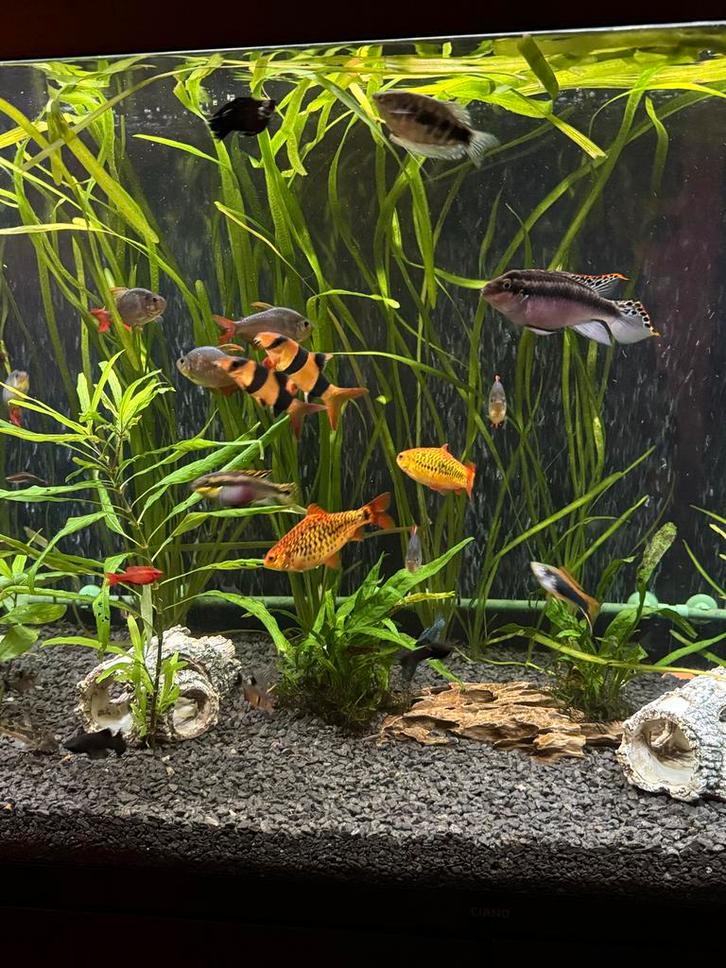 Aquarium vissen, Dieren en Toebehoren, Vissen | Aquariumvissen, Vis