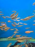 Rainbow shiners Notropis chrosomus, Dieren en Toebehoren, Vissen | Vijvervissen, Overige soorten