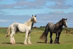 Paarden trainer gezogd voor 2 lieve tinkers, Dieren en Toebehoren, Ophalen of Verzenden