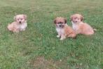 Mooie kleinblijvende Boomer pups te koop, Nederland, Overige rassen, CDV (hondenziekte), 8 tot 15 weken