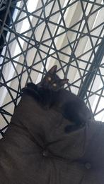 Lieve kitten, Dieren en Toebehoren, Katten en Kittens | Overige Katten, Poes, Kortharig, 0 tot 2 jaar