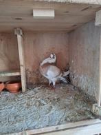 Duivin 2022, Dieren en Toebehoren, Vrouwelijk, Kropper