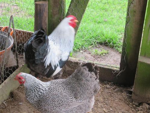 broedeieren wyandotte meerzomig zilver patrijs kriel, Dieren en Toebehoren, Pluimvee, Kip, Geslacht onbekend