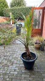 Palmboom zonder pot, Bloeit niet, 100 tot 250 cm, Palmboom, Ophalen