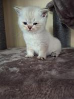 Britse korthaar kittens, Dieren en Toebehoren, Katten en Kittens | Raskatten | Korthaar, Meerdere dieren, Ontwormd, 0 tot 2 jaar