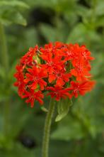 Zaden brandende liefde  (Lychnis chalcedonica), Ophalen of Verzenden, Voorjaar, Volle zon, Zaad