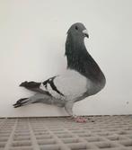 Duiven jiennense, Meerdere dieren, Postduif