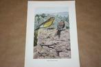 Antieke kleurenlitho - Vogels  Wilde kanarie - Ca 1900 !!, Ophalen of Verzenden