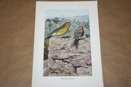 Antieke kleurenlitho - Vogels  Wilde kanarie - Ca 1900 !!, Antiek en Kunst, Kunst | Litho's en Zeefdrukken, Ophalen of Verzenden