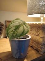 Scindapsus, Huis en Inrichting, Ophalen, In pot, Halfschaduw, Minder dan 100 cm