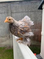 Cochin kriel, Dieren en Toebehoren, Pluimvee, Vrouwelijk, Kip