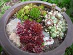 cactus - Sempervivum - huislook, Ophalen of Verzenden, Cactus, Volle zon, Minder dan 100 cm