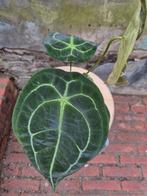 Anthurium Forgetii x Nigrolamin p12 (6)