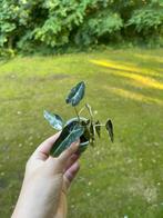 Alocasia Bambino Variegata, Huis en Inrichting, Kamerplanten, Ophalen of Verzenden, Overige soorten, Minder dan 100 cm
