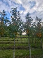 mooi liquidambar styraciflua worplesdon, Ophalen, Volle zon, Overige soorten