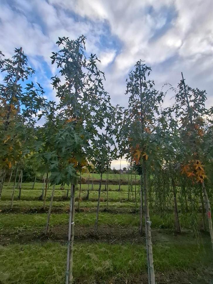 mooi liquidambar styraciflua worplesdon, Tuin en Terras, Planten | Bomen, Overige soorten, Volle zon, Ophalen