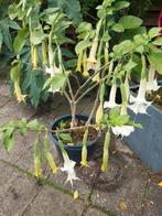 Brugmansia wit of geel moederplant 5 jaar, Tuin en Terras, Ophalen, Overige soorten, Volle zon