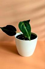 Anthurium Dorayaki – babyplant , Ophalen of Verzenden, Overige soorten, Minder dan 100 cm