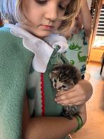 Kittens, Dieren en Toebehoren, Katten en Kittens | Overige Katten, Meerdere dieren