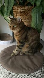 Herplaatsing Britse Korthaar, Dieren en Toebehoren, Katten en Kittens | Overige Katten, Kater