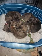 Cane corso x amerikaanse buldog, Dieren en Toebehoren, Overige rassen, 8 tot 15 weken, Meerdere, Meerdere dieren