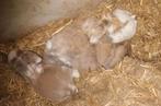 Lieve kleine hanghoorkonijntjes te koop, Meerdere dieren, Dwerg, Hangoor, 0 tot 2 jaar