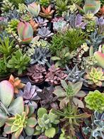 Meer dan 1000 vetplanten groot klein Crassula kamer/terras, Ophalen, Overige soorten, Minder dan 100 cm