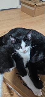 Mooie kittens, Dieren en Toebehoren, Katten en Kittens | Overige Katten