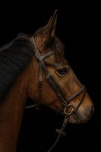 Geweldige pony met prachtig karakter, Dieren en Toebehoren, Pony's, Ruin, Recreatiepony, Ontwormd, 3 tot 6 jaar