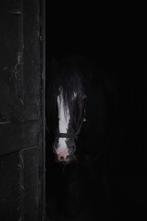 Allerliefste (kinder)pony, Ophalen