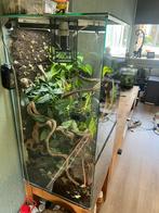 Paludarium, Dieren en Toebehoren, Reptielen en Amfibieën | Toebehoren, Ophalen, Zo goed als nieuw
