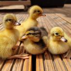 Jonge Hollandse kwakers verschillende leeftijden en kleuren, Dieren en Toebehoren, Meerdere dieren, Eend