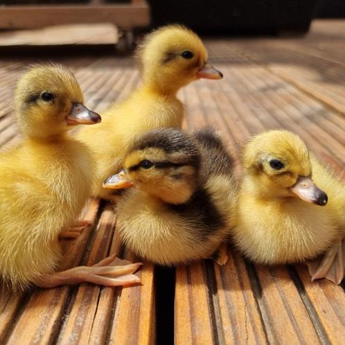 Jonge Hollandse kwakers verschillende leeftijden en kleuren, Dieren en Toebehoren, Pluimvee, Eend, Meerdere dieren